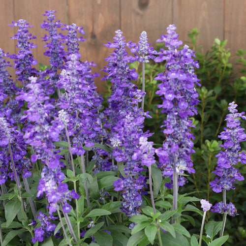Unplugged® So Blue™ salvia | Proven Winners®