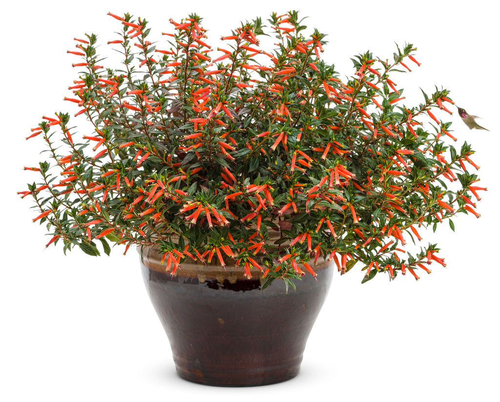 Vermillionaire® Large Firecracker Plant Cuphea | Proven Winners®