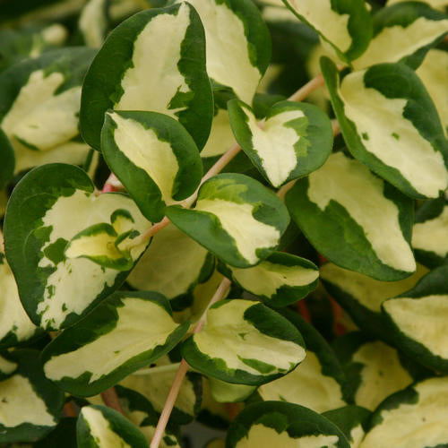Wojo's Jem' Vinca Vine