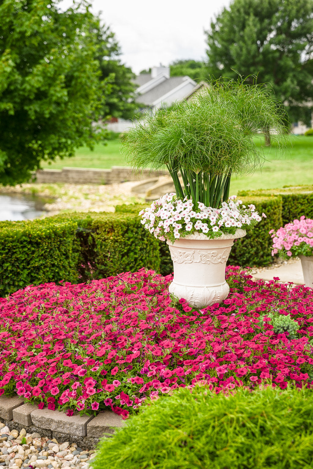 Graceful Grasses® Prince Tut® | Proven Winners®
