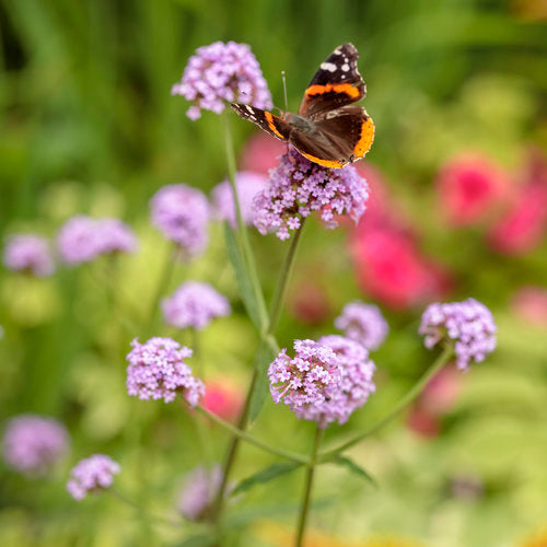 Meteor Shower® Verbena | Proven Winners®