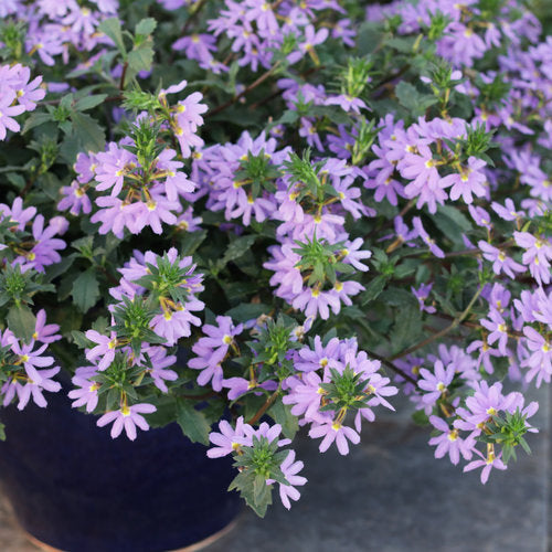 Whirlwind® Blue Scaevola | Proven Winners®