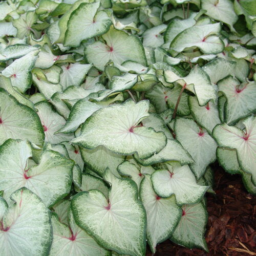Heart to Heart® White Star Caladium | Proven Winners®
