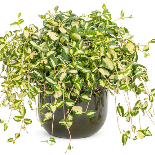 Wojo's Jem' Vinca Vine